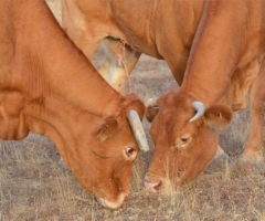 La Junta de Extremadura destina 3 millones más para luchar contra tuberculosis bovina